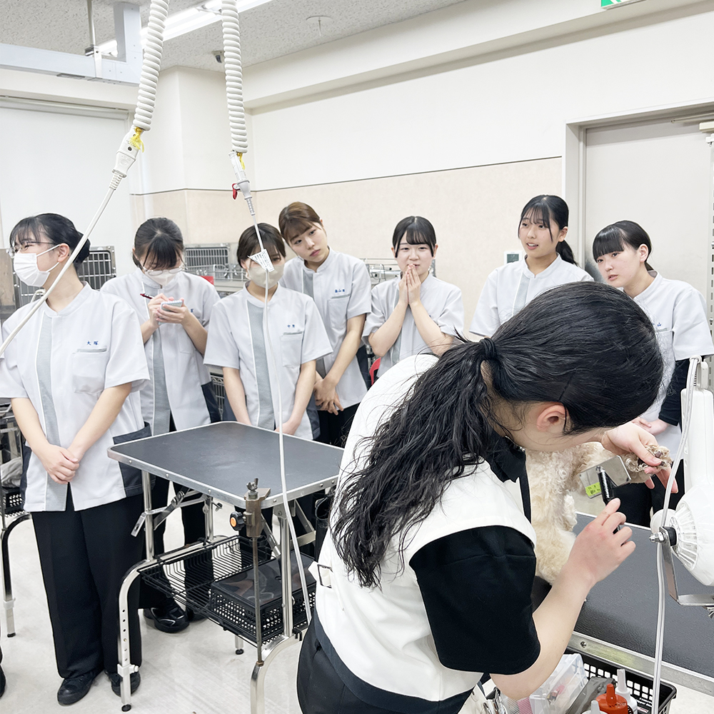 先輩のトリミングを見学☆